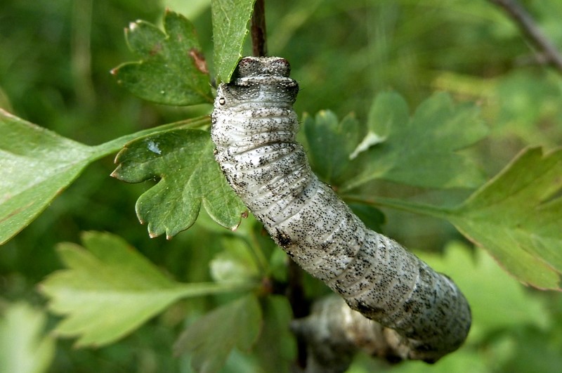 Ciclo vitale: Biston strataria, Geometridae